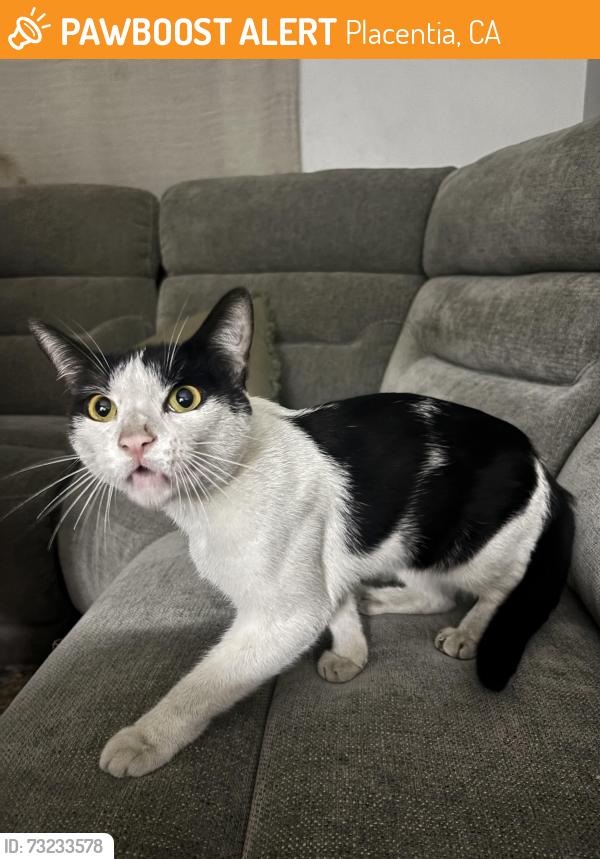 Found/Stray Male Cat last seen Chapman and Santa Barbara st, Placentia, CA 92870