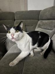 Found/Stray Male Cat last seen Chapman and Santa Barbara st, Placentia, CA 92870
