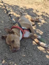 Lost Female Dog last seen SEIRRA CEILO LN., JAMUL, CA, Jamul, CA 91935