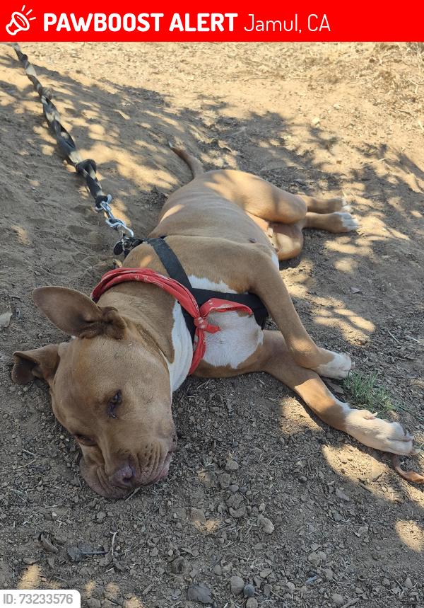 Lost Female Dog last seen SEIRRA CEILO LN., JAMUL, CA, Jamul, CA 91935