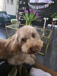 Reunited Male Dog last seen Walmsley Blvd near Turner Rd, Walmsley Blvd, VA 23234