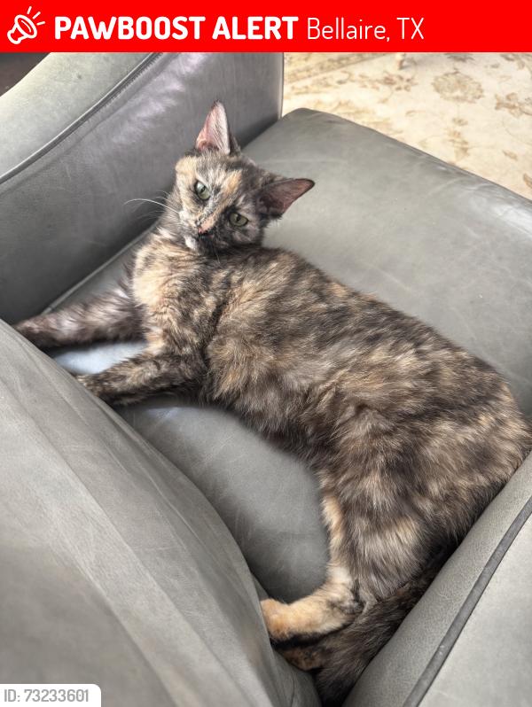 Lost Female Cat last seen Braeburn and Newcastle, Bellaire, TX 77401
