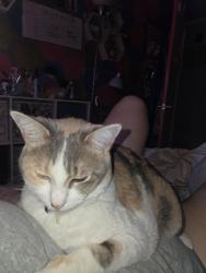 Reunited Female Cat last seen Near Hilkers egg ranch, Lakeside, CA 92040