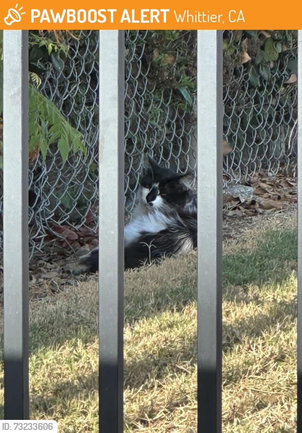 Found/Stray Unknown Cat last seen South Whittier school district, Whittier, CA 90605