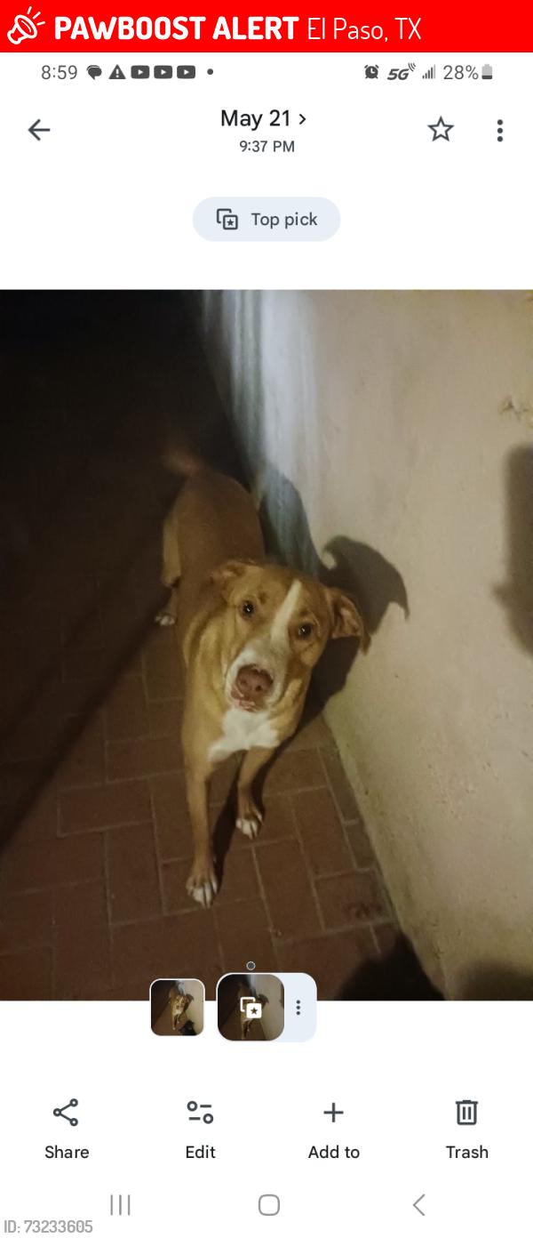 Lost Male Dog last seen Yarbrought and edgmere, El Paso, TX 79925