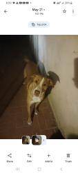 Lost Male Dog last seen Yarbrought and edgmere, El Paso, TX 79925