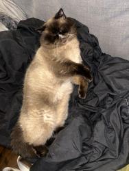 Lost Male Cat last seen Near Alphonse crescent, Mississauga, ON L5M 1A4