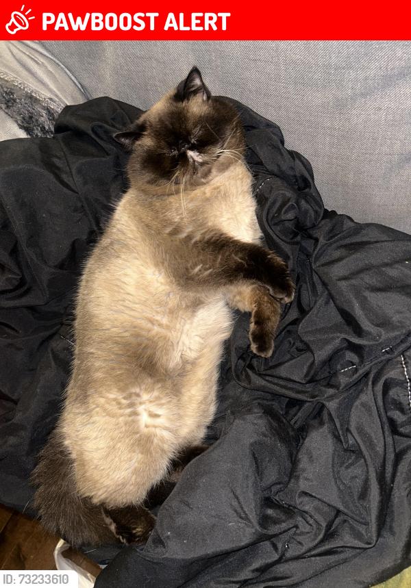 Lost Male Cat last seen Near Alphonse crescent, Mississauga, ON L5M 1A4