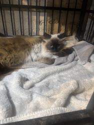 Found/Stray Unknown Cat last seen Near Lawrence st Detroit,mi, Detroit, MI 48206