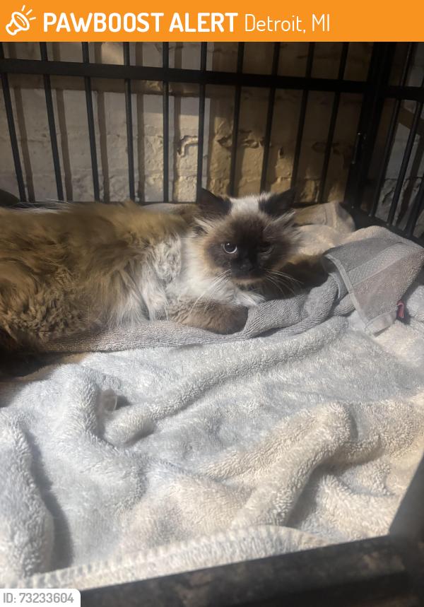 Found/Stray Unknown Cat last seen Near Lawrence st Detroit,mi, Detroit, MI 48206