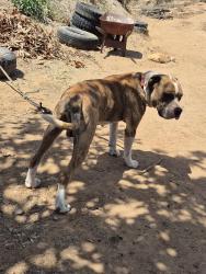 Lost Male Dog last seen SEIRRA CEILO LN., JAMUL, CA, Jamul, CA 91935