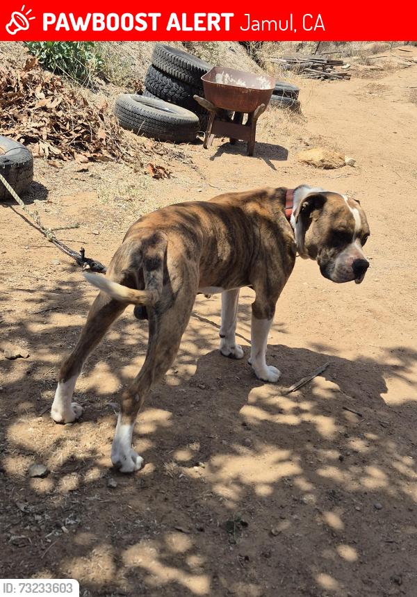 Lost Male Dog last seen SEIRRA CEILO LN., JAMUL, CA, Jamul, CA 91935