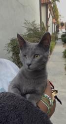 Found/Stray Unknown Cat last seen Flower and Sunflower, Santa Ana, CA 92707