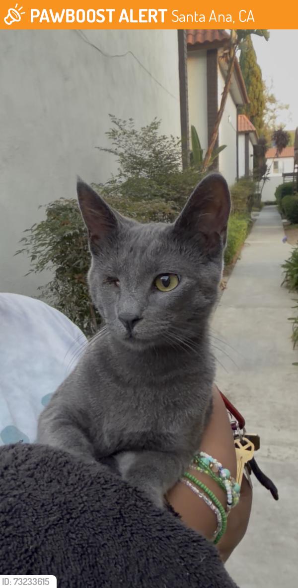 Found/Stray Unknown Cat last seen Flower and Sunflower, Santa Ana, CA 92707