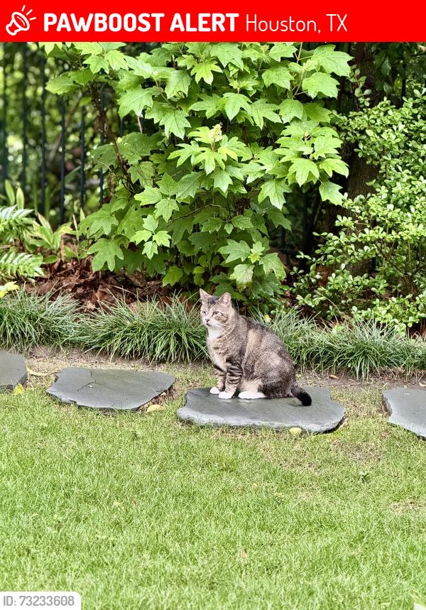 Lost Male Cat last seen Memorial Drive and Chimney Rock, Houston, Houston, TX 77024