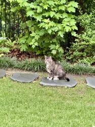 Lost Male Cat last seen Memorial Drive and Chimney Rock, Houston, Houston, TX 77024