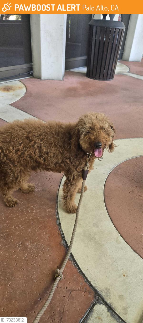 Found/Stray Male Dog last seen Rinconada Park, Palo Alto, CA 94301