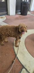 Found/Stray Male Dog last seen Rinconada Park, Palo Alto, CA 94301