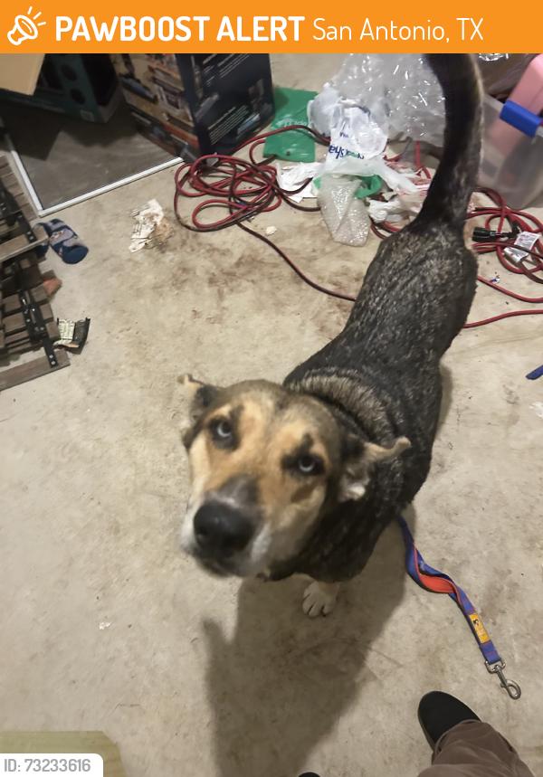 Found/Stray Female Dog last seen luckey ranch, San Antonio, TX 78252