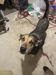 Found/Stray Female Dog last seen luckey ranch, San Antonio, TX 78252