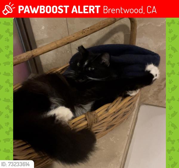 Lost Female Cat last seen Sundale Lane, Brentwood, Brentwood, CA 94513