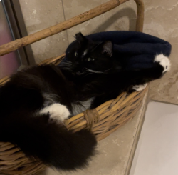 Lost Female Cat last seen Sundale Lane, Brentwood, Brentwood, CA 94513