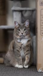Reunited Female Cat last seen B Street and 2nd Street, across from university of La Verne, La Verne, CA 91750