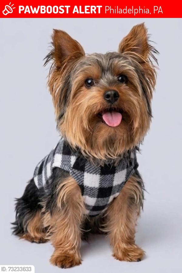 Lost Male Dog last seen I and erie, Philadelphia, PA 19102