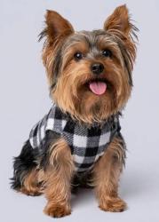 Lost Male Dog last seen I and erie, Philadelphia, PA 19102
