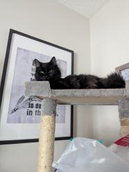 Lost Male Cat last seen Copperpond Park SE, Calgary, AB T2Z 1Z4