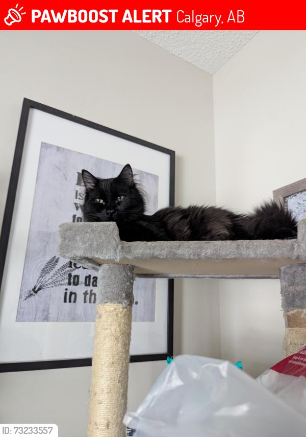 Lost Male Cat last seen Copperpond Park SE, Calgary, AB T2Z 1Z4