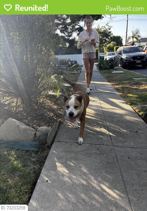 Reunited Male Dog last seen Palms and Redwood, Los Angeles, CA 90066