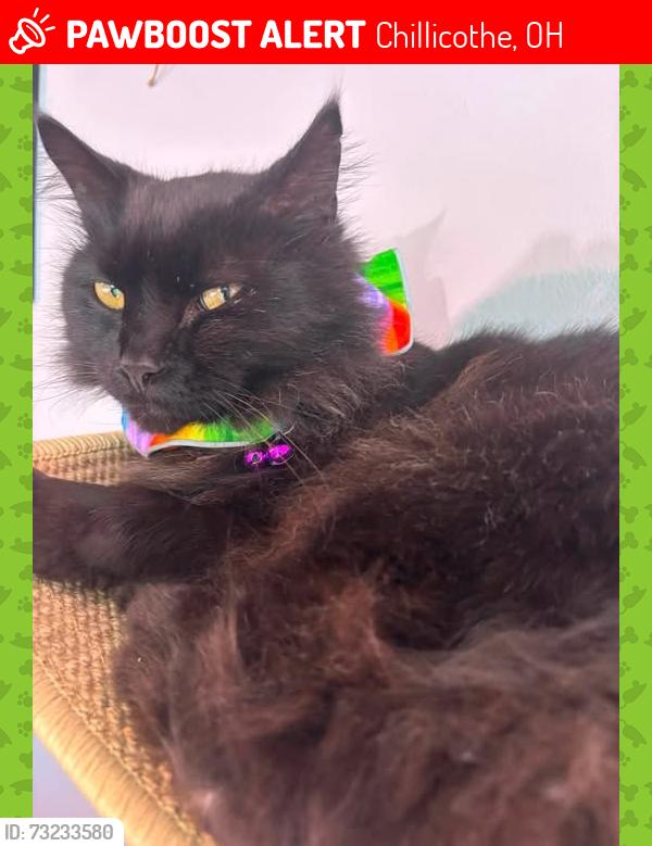 Lost Male Cat last seen Applewood Dr., Chillicothe, OH 45601