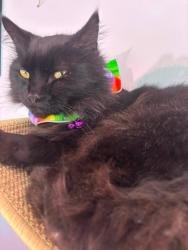 Lost Male Cat last seen Applewood Dr., Chillicothe, OH 45601