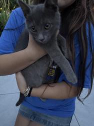 Found/Stray Male Cat last seen 116th & Shelborne rd, Zionsville, IN 46077