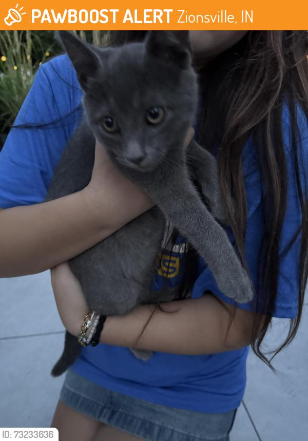 Found/Stray Male Cat last seen 116th & Shelborne rd, Zionsville, IN 46077