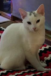 Lost Male Cat last seen Beaver Dam Road and Thacher Park Road, East Berne, NY 12059