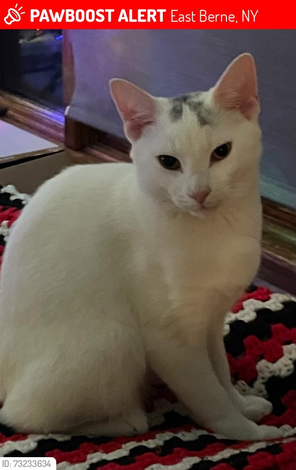 Lost Male Cat last seen Beaver Dam Road and Thacher Park Road, East Berne, NY 12059