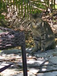 Reunited Female Cat last seen Landscaping Tune Ups Inc, Tampa, FL 33619