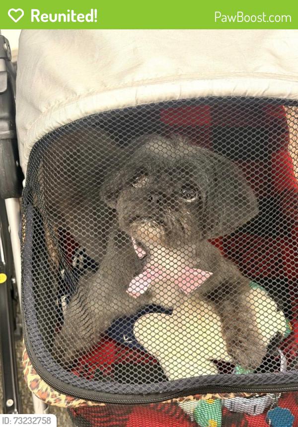 Reunited Female Dog last seen Clear springs, New Braunfels, TX 78130