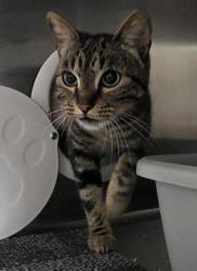 Shelter Stray Female Cat last seen Near W Washington Avenue, Escondido, CA, 92025, Escondido, CA 92027, USA