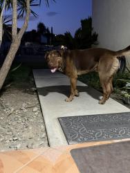 Found/Stray Male Dog last seen Cherry, Foothill, Banana, Almond, Fontana, CA 92335