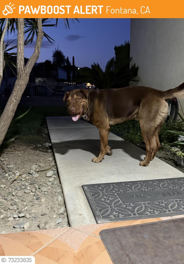 Found/Stray Male Dog last seen Cherry, Foothill, Banana, Almond, Fontana, CA 92335