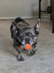 Shelter Stray Female Dog last seen Near Broadway, El Cajon, CA, 92021, El Cajon, CA 92020, USA