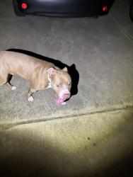 Lost Male Dog last seen Sandy Brook & Haynie Bend, Round Rock, TX 78665