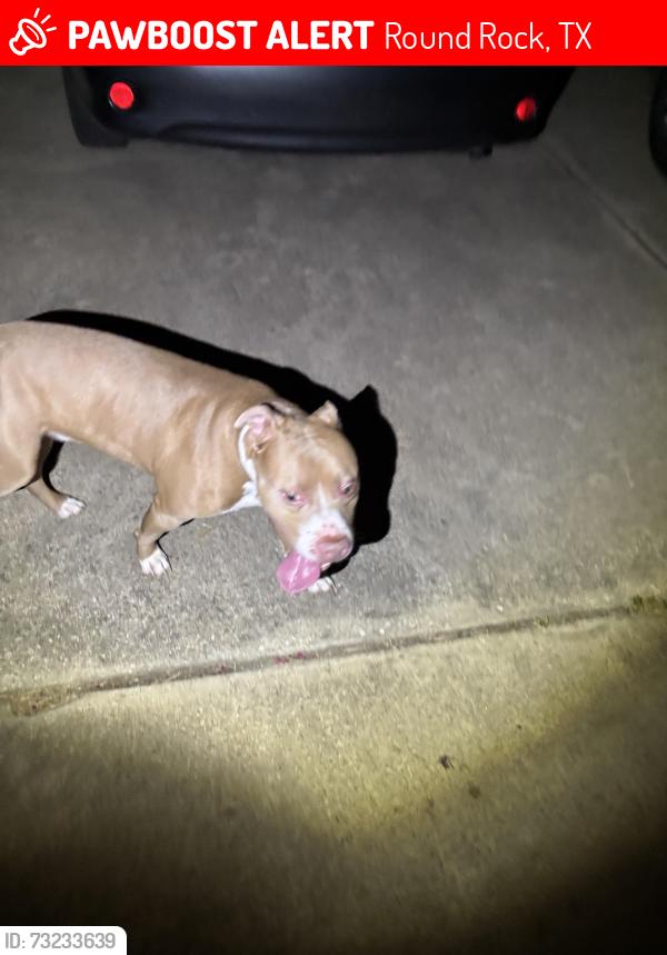Lost Male Dog last seen Sandy Brook & Haynie Bend, Round Rock, TX 78665