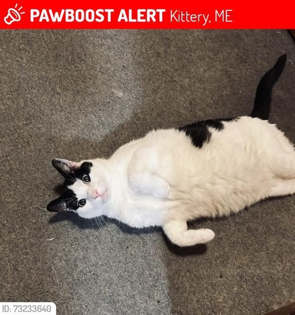 Lost Male Cat last seen Near Rice Ave, Kittery, ME 03904