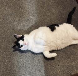 Lost Male Cat last seen Near Rice Ave, Kittery, ME 03904