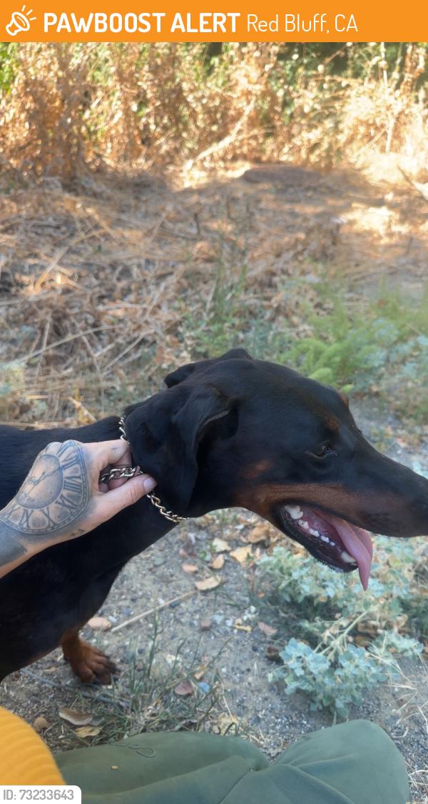 Found/Stray Female Dog last seen Walnut, Red Bluff, CA 96080