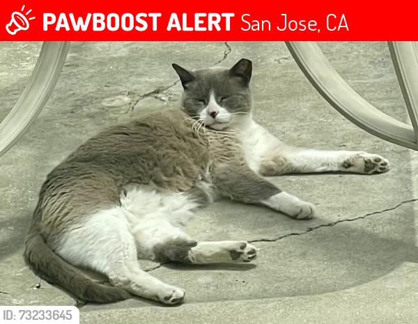 Lost Male Cat last seen Shaw and Wilcox, San Jose, CA 95118